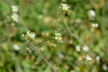 Shepherds purse