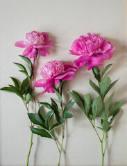 Three pink peonies on a background of light canvas.