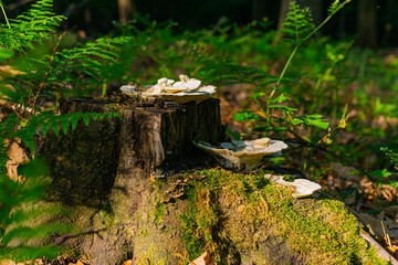 Pilze am Baumstumpf