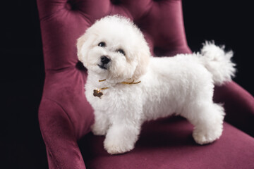 A little white Bichon Frize stand and look in camera