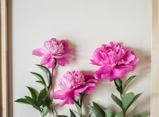 Three pink peonies on a background of light canvas.