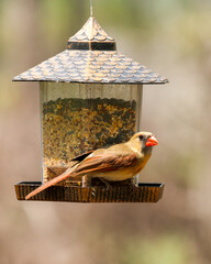 Naklejka premium A female Northern Cardinal ready for dinner at the bird feeder in Melrose, Florida