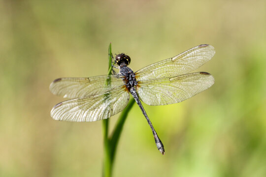 A seaside dragonlet lands on a blade of grass in Jacksonville Beach, Florida