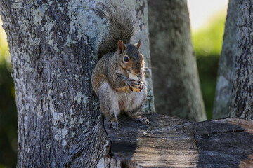 Eastern Gray Squirrel enjoying a peanut in Jacksonville Beach, Florida