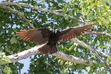 Crow flying from a maple tree in Jacksonville Beach, Florida