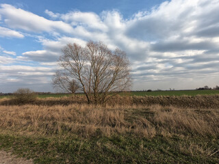 Obraz premium Trees in an abandoned irrigation canal. Spring landscape.