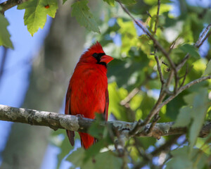 A handsome, bright red cardinal rests on the limb of a maple tree in Jacksonville Beach, Florida