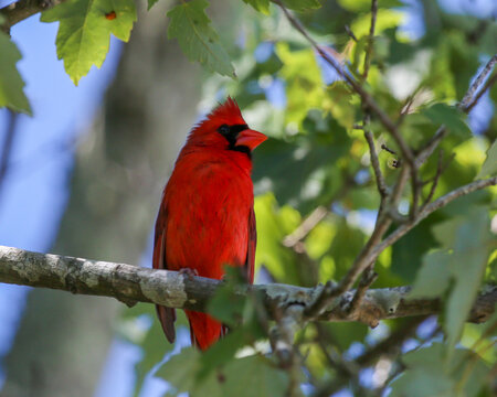 A handsome, bright red cardinal rests on the limb of a maple tree in Jacksonville Beach, Florida
