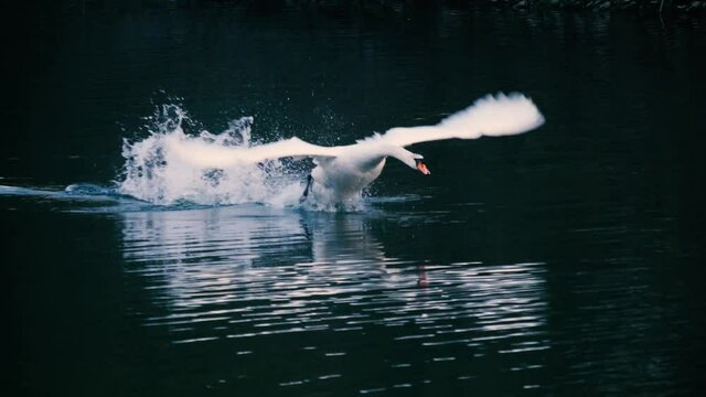 swan flys in slowmotion