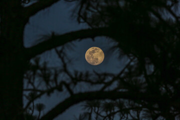 Full Moon Rising through the Pine Trees in Melrose, Florida