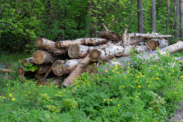Trees Chopped And Stacked In Forest