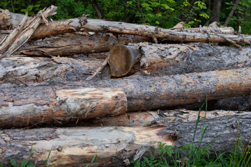Trees Chopped And Stacked In Forest