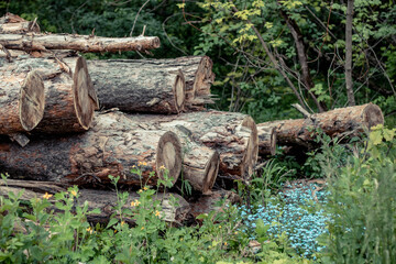 Trees Chopped And Stacked In Forest