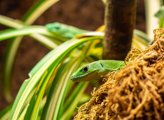 Grüne Eidechse Reptil im Tierpark