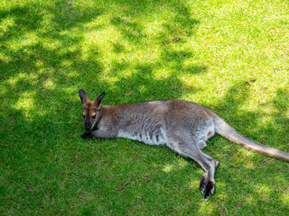 Kangaroo sonnt sich im Tierpark