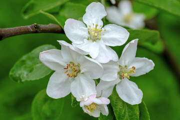 Branches of apple tree with blooming white flowers. Close up view.
