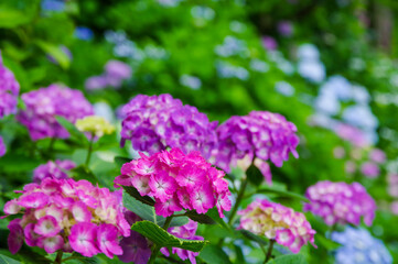 雨に濡れる色鮮やかな紫陽花の群生