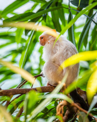 Silvery Marmoset white monkey in tropic rainforest tree