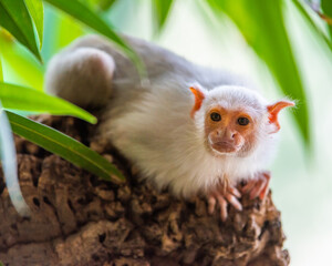 Silvery Marmoset white monkey in tropic rainforest tree