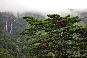 Obraz na płótnie Canvas Misty mountains of Sri Lanka. In the foreground is a green tropical tree. Background - mountains hiding in the fog, waterfall. Nuwara Eliya.