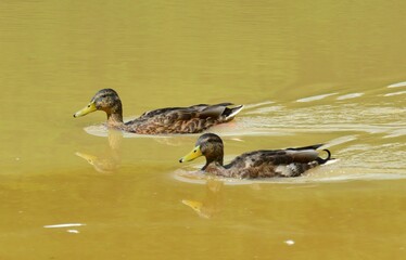 Ducks swimming on the water.