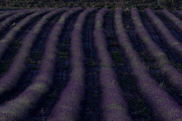 lavanda 