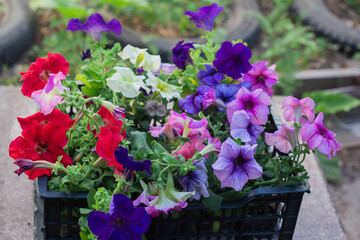 Fototapeta na wymiar multicolored Petunia flowers ready to be planted in the garden