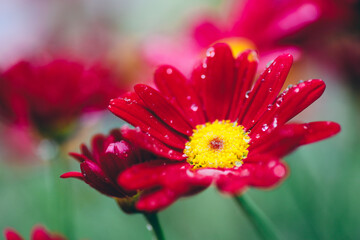 Red daisy flower in the garden