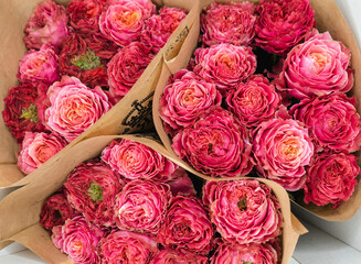 Beautiful dark pink roses close up macro shot. 