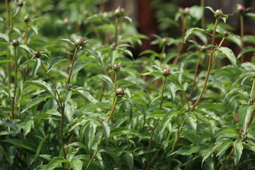 Obraz premium Texture of unopened peonies