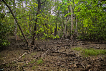 Beautiful views of the jungle in Costa Rica.