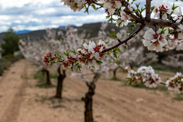cherry tree blossom