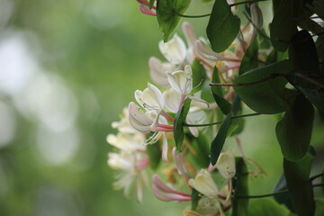 Flowers Lonicera carifolium in the garden