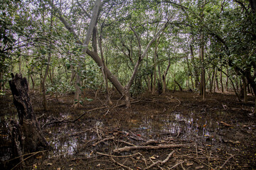 Beautiful views of the jungle in Costa Rica.