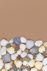 Ocean background with seashells in white and cream yellow color at bottom of brown background with blank copy space