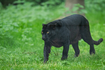 Obraz na płótnie Canvas Black Panther in the jungle