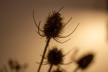 Teasel (Dipsacus fullonum), three dry flower heads on blurry background
