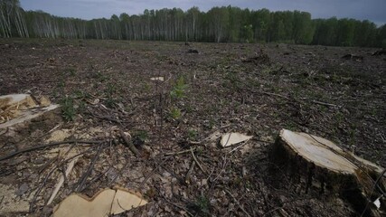 Area of illegal deforestation of vegetation. Environmental disaster, ecology, forest, earth. Stumps and logs, exploitation leads to deforestation endangering environment and sustainability.