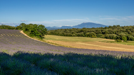 View of Mont Ventoux and lavender and wheat fields