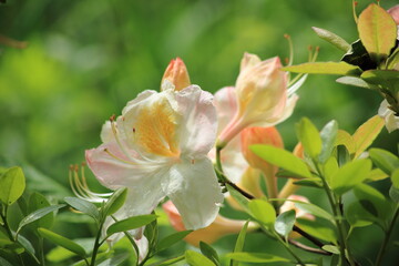 Obraz na płótnie Canvas The white flowers of rhododendron