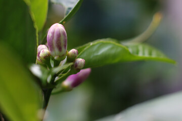 close up of pink flower buds