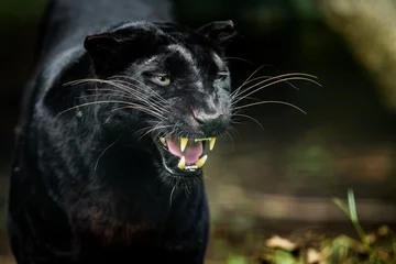 Foto auf Alu-Dibond Black Panther in the jungle © AB Photography
