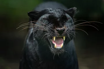 Foto auf Alu-Dibond Black Panther im Dschungel © AB Photography