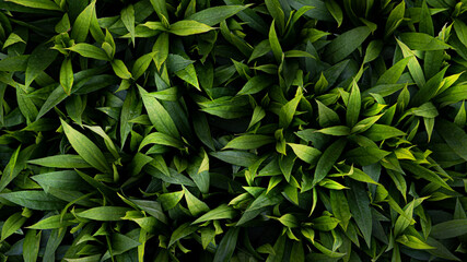 Green leaves background. Carpet of lush green leaves on a warm summer day