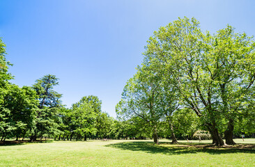 青空と緑の公園