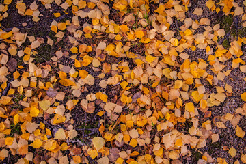 Autumn leaves on the ground. 