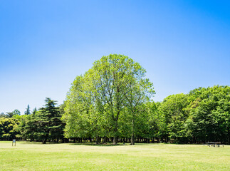 Fototapeta na wymiar 青空と緑の公園