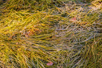 Autumn leaves on the ground. 