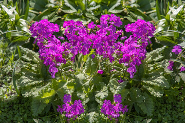 Group of violet primula or primrose flowers grows on a green background of leaves and grass in a park in summer