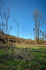 Holzeinschlag wegen Dürreschäden und Schädlingsbefall am Rande eines Waldweges.